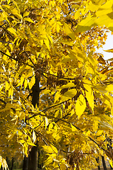 Image showing lush yellowed foliage