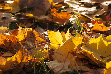 Image showing fallen yellow foliage