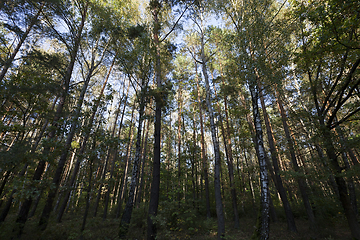 Image showing mixed forest