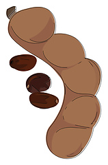 Image showing Tamarind, vector or color illustration.