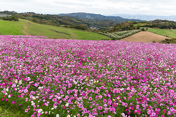 Image showing Cosmos flower meadow