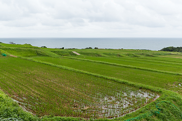 Image showing Paddy Rice field