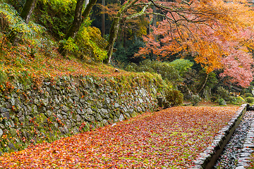 Image showing Garden with red maple tree