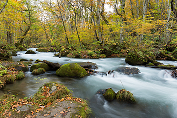 Image showing Oirase Stream flowing through the autumn forest