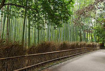 Image showing Bamboo forest in Kyoto