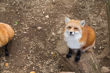 Image showing Adorable Fox looking up