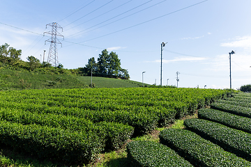 Image showing Tea plantation in highland