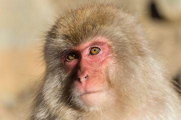 Image showing Snow Monkey