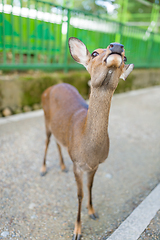 Image showing Deer looking for food