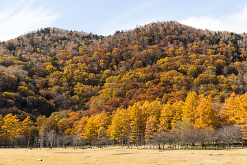 Image showing Mountain and forest in autumn 