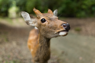 Image showing Deer close up