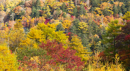 Image showing Beautiful forest in autumn