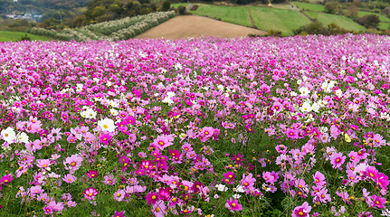 Image showing Cosmos flower garden