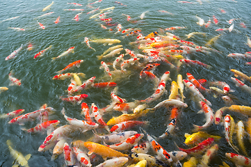 Image showing Koi fish