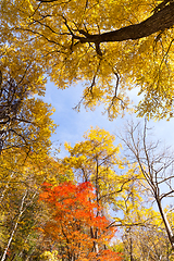 Image showing Autumn maple tree