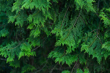 Image showing Green pine tree