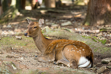 Image showing Deer lying down