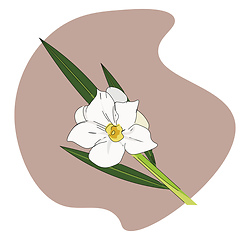 Image showing Oleander, vector or color illustration.
