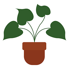 Image showing Home plant, vector or color illustration.
