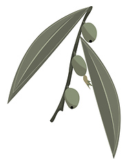 Image showing Russian olives, vector or color illustration.