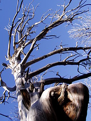 Image showing Wishing Tree - Grand Canyon