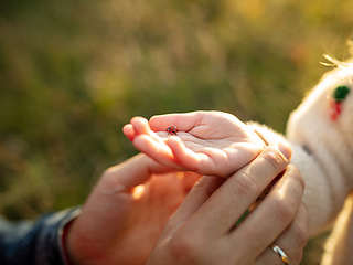 Image showing Close up hands of happy father and little cute daughter in the forest path in autumn sunny day