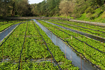 Image showing Green Wasabi field