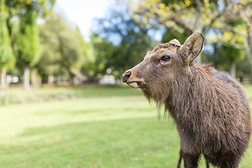 Image showing Cute male deer