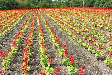 Image showing Red Salvia field 