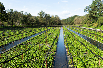 Image showing Wasabi field