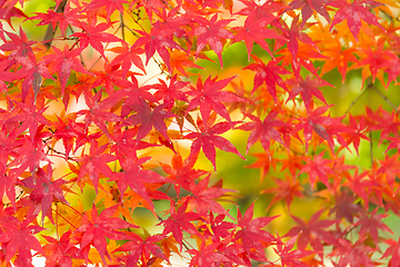 Image showing Red maple leaves