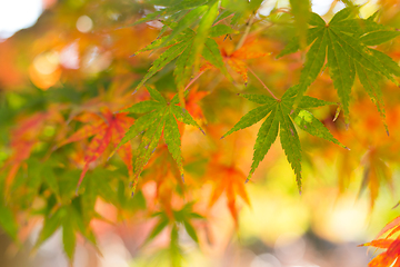 Image showing Maple leaves in Autumn