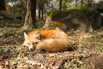 Image showing Sleeping fox