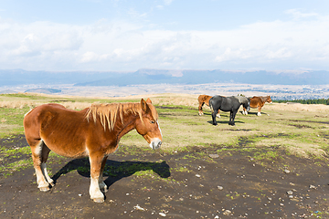 Image showing Horse at outdoor