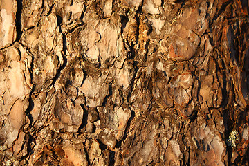 Image showing Bark