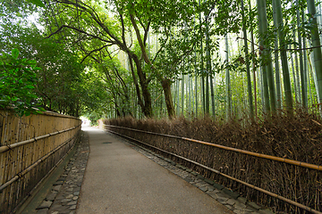 Image showing Green Bamboo forest in Kyoto