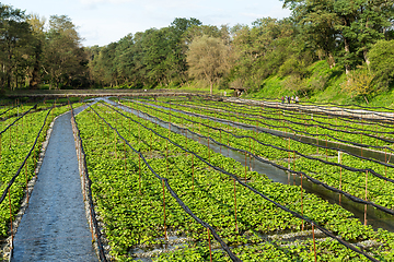 Image showing Fresh Japanese Wasabi farm