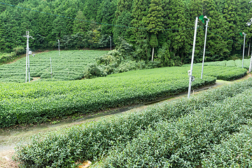 Image showing Green tea farm