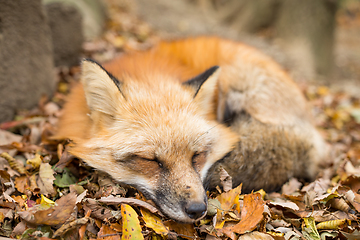 Image showing Vulpes vulpes sleeping