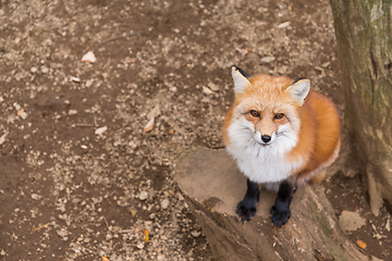 Image showing Red fox close up