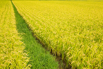 Image showing Rice field