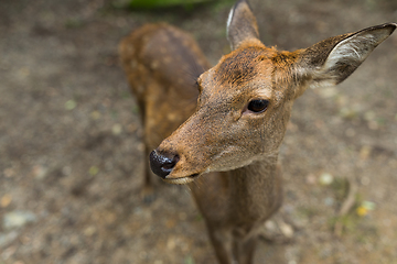 Image showing Deer close up