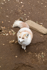 Image showing White fox at outdoor