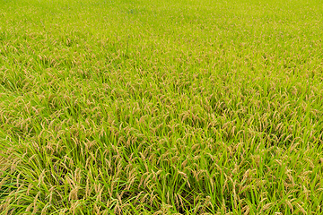 Image showing Rice meadow 