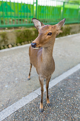 Image showing Cute Deer in Nara park