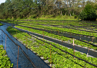 Image showing Wasabi farm in Japan