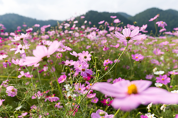 Image showing Cosmos Flower field with sky