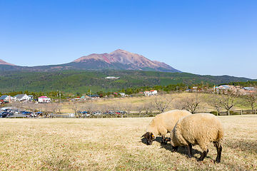 Image showing Sheep pasture with mount Kirishima