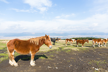 Image showing Horse farm