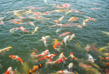 Image showing Koi fish